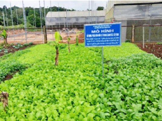 Quảng Trị: Xử lý phụ phẩm chuối và vỏ cà phê thành phân bón hữu cơ 